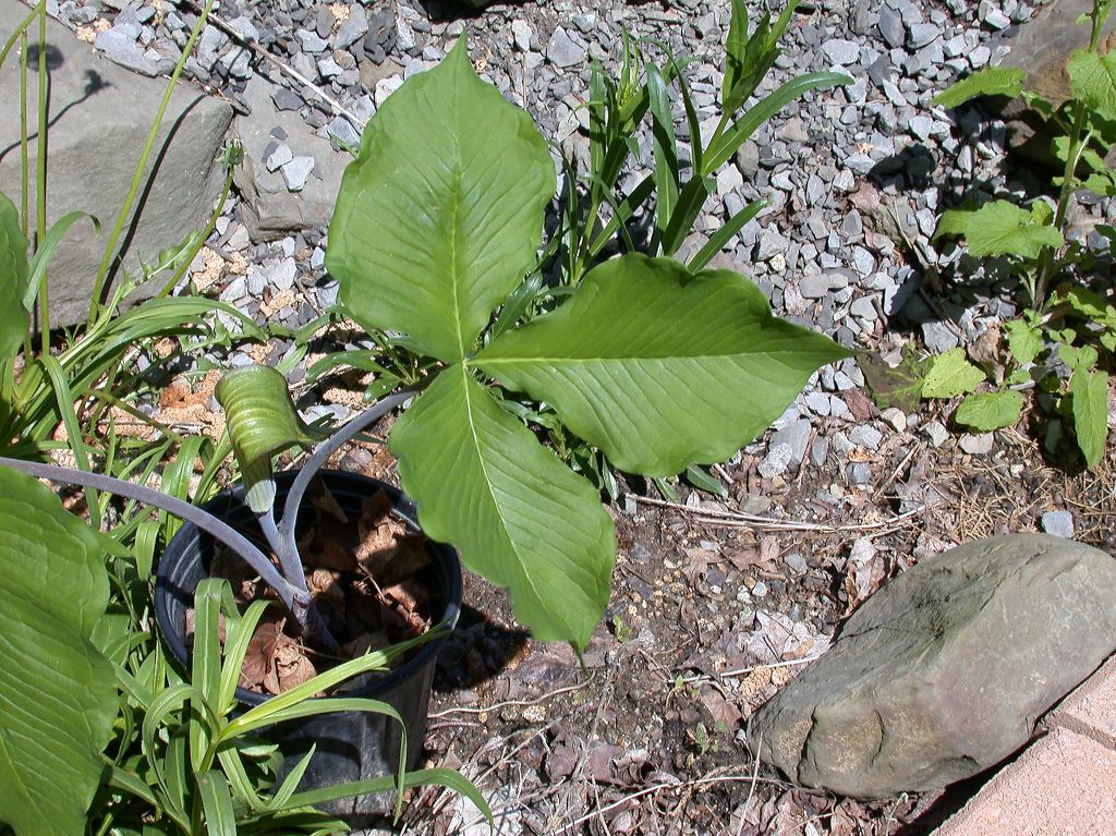 Araceae Arisaema triphyllum