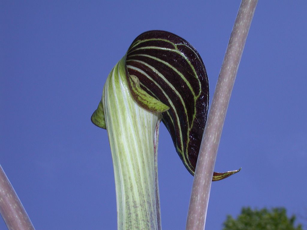 Araceae Arisaema triphyllum