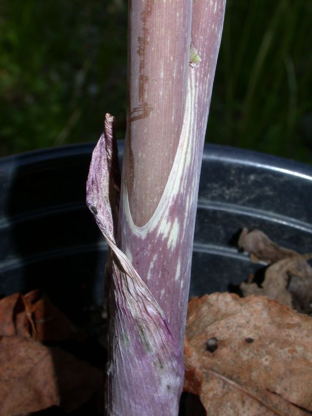 Araceae Arisaema triphyllum