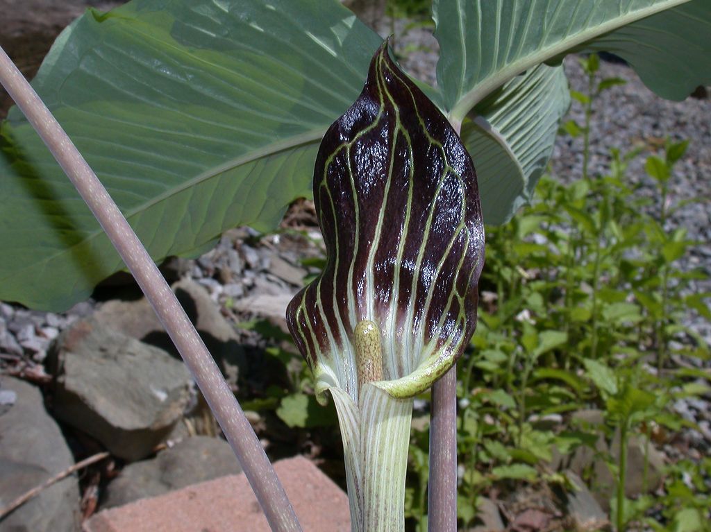 Araceae Arisaema triphyllum