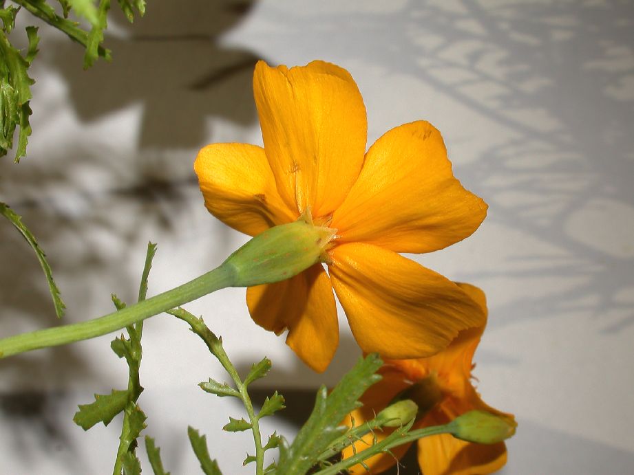 Asteraceae Tagetes patula