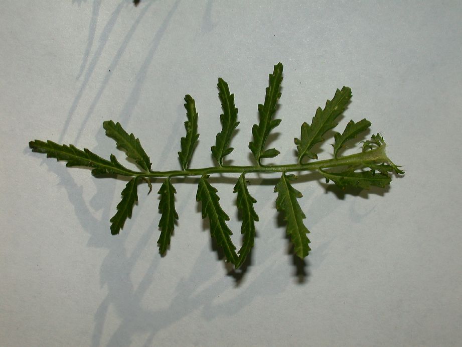 Asteraceae Tagetes patula
