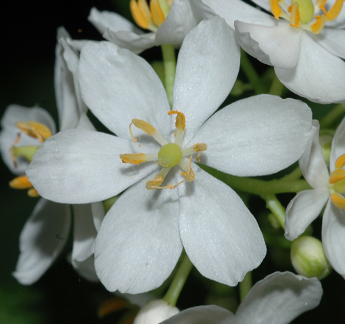 Berberidaceae Diphylleia cymosa