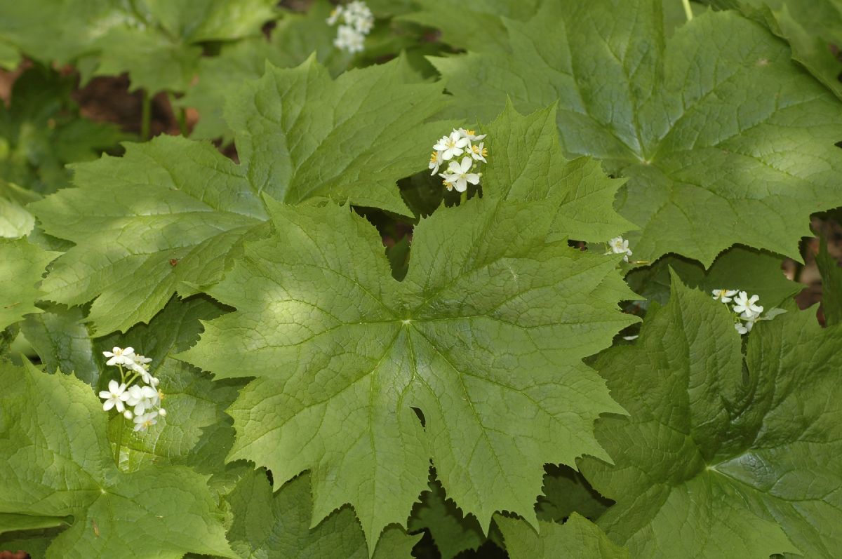 Berberidaceae Diphylleia cymosa