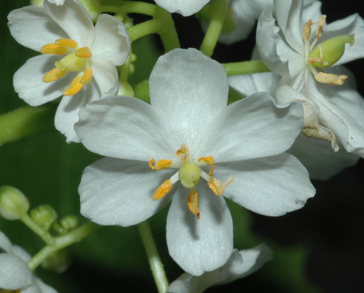 Berberidaceae Diphylleia cymosa