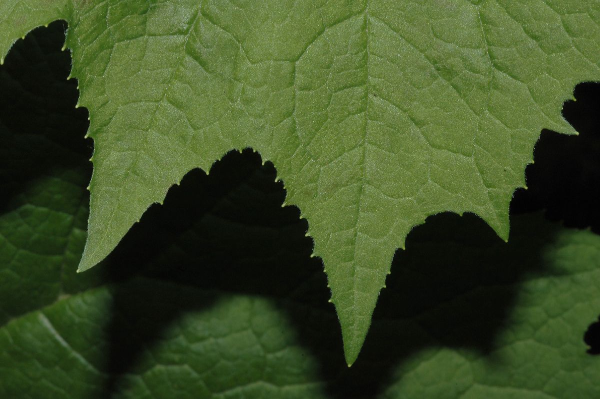 Berberidaceae Diphylleia cymosa