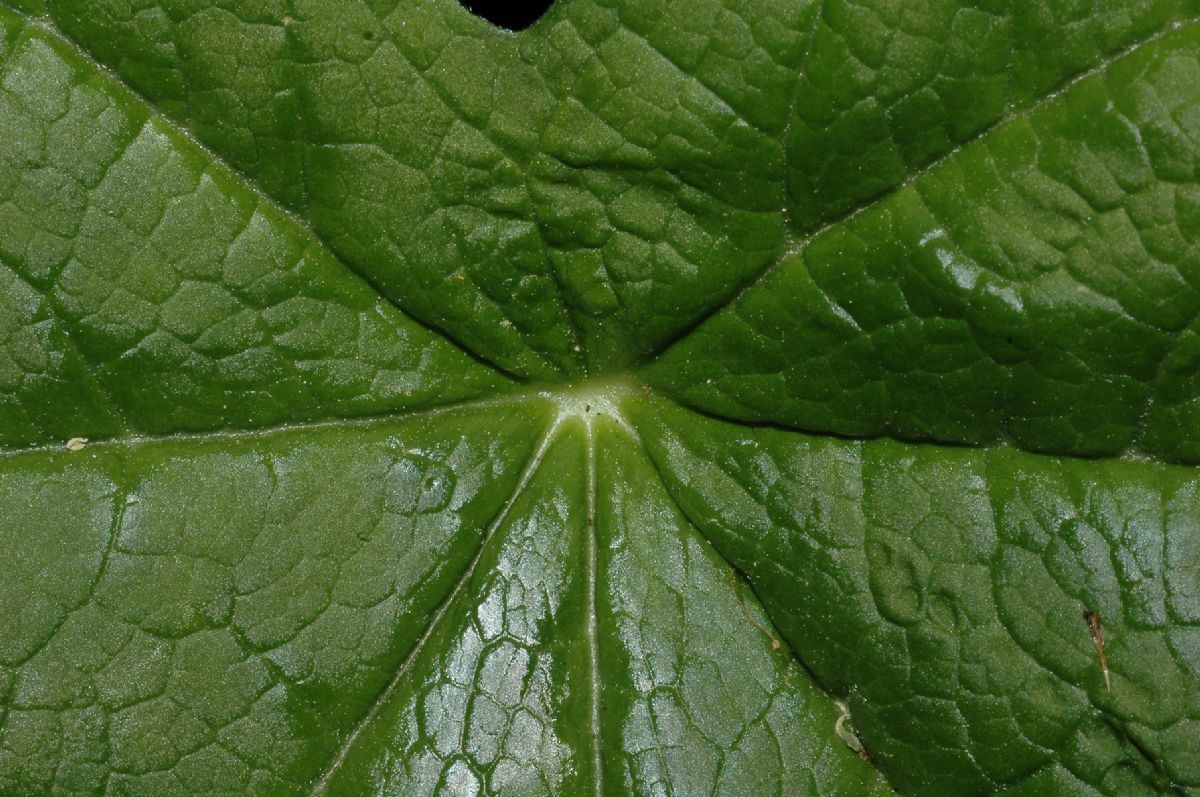 Berberidaceae Diphylleia cymosa