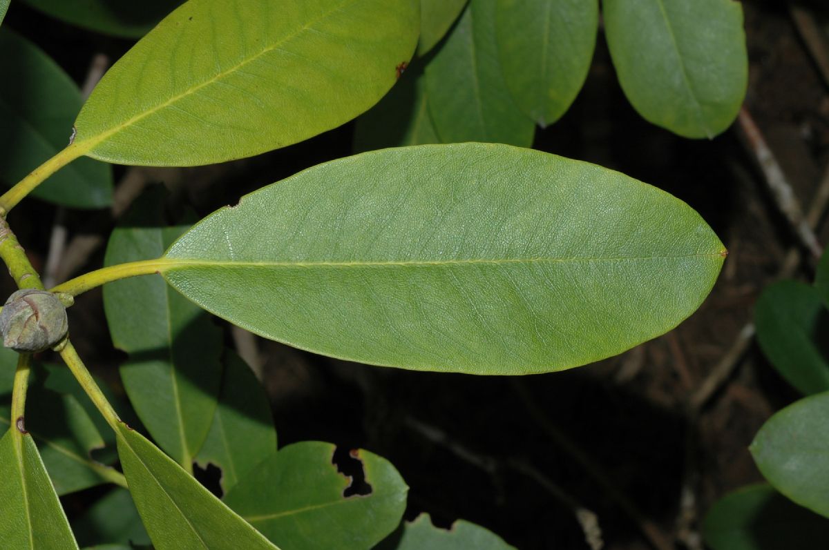 Ericaceae Rhododendron 