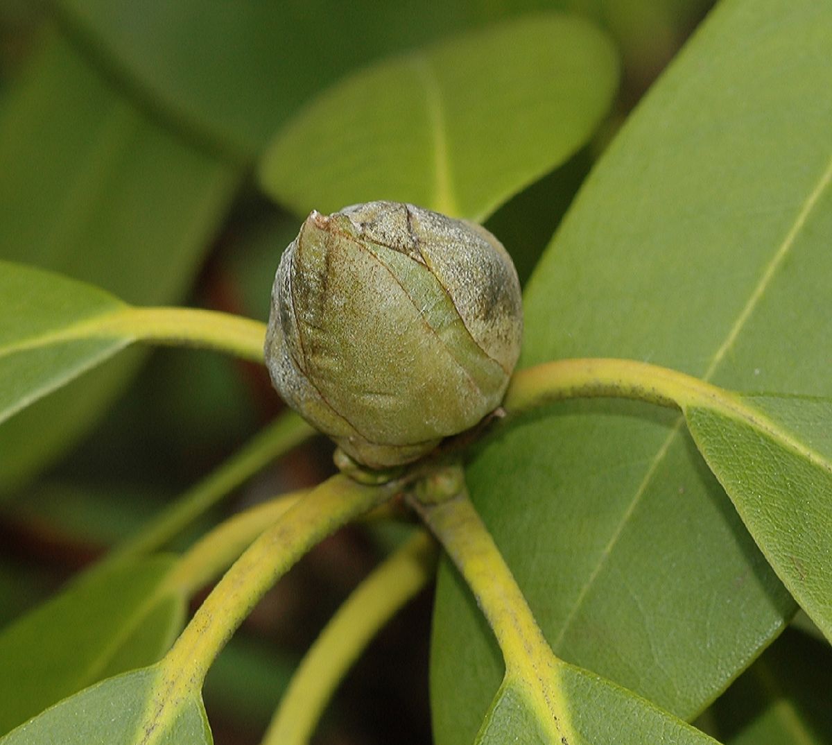 Ericaceae Rhododendron 