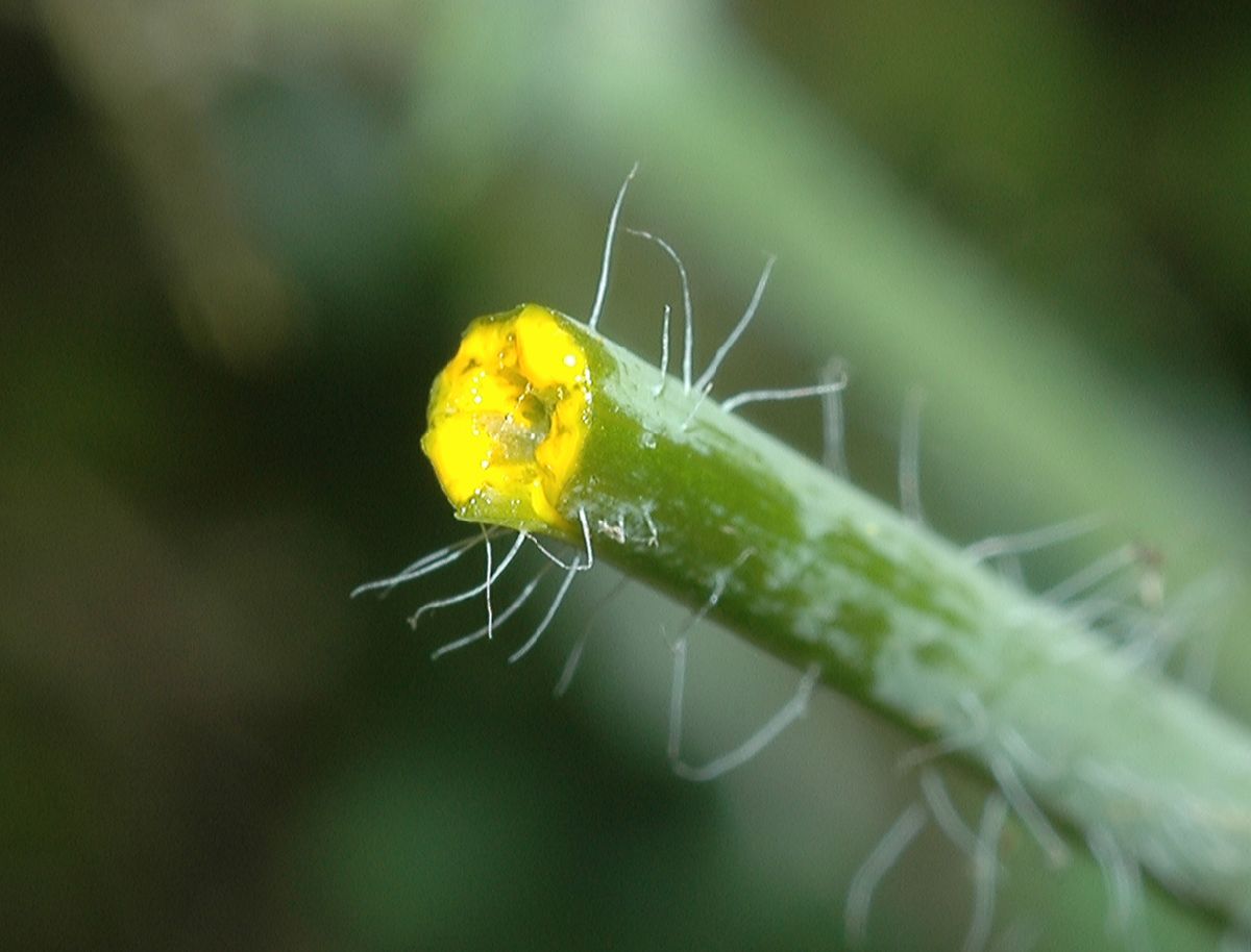 Papaveraceae Chelidonium majus