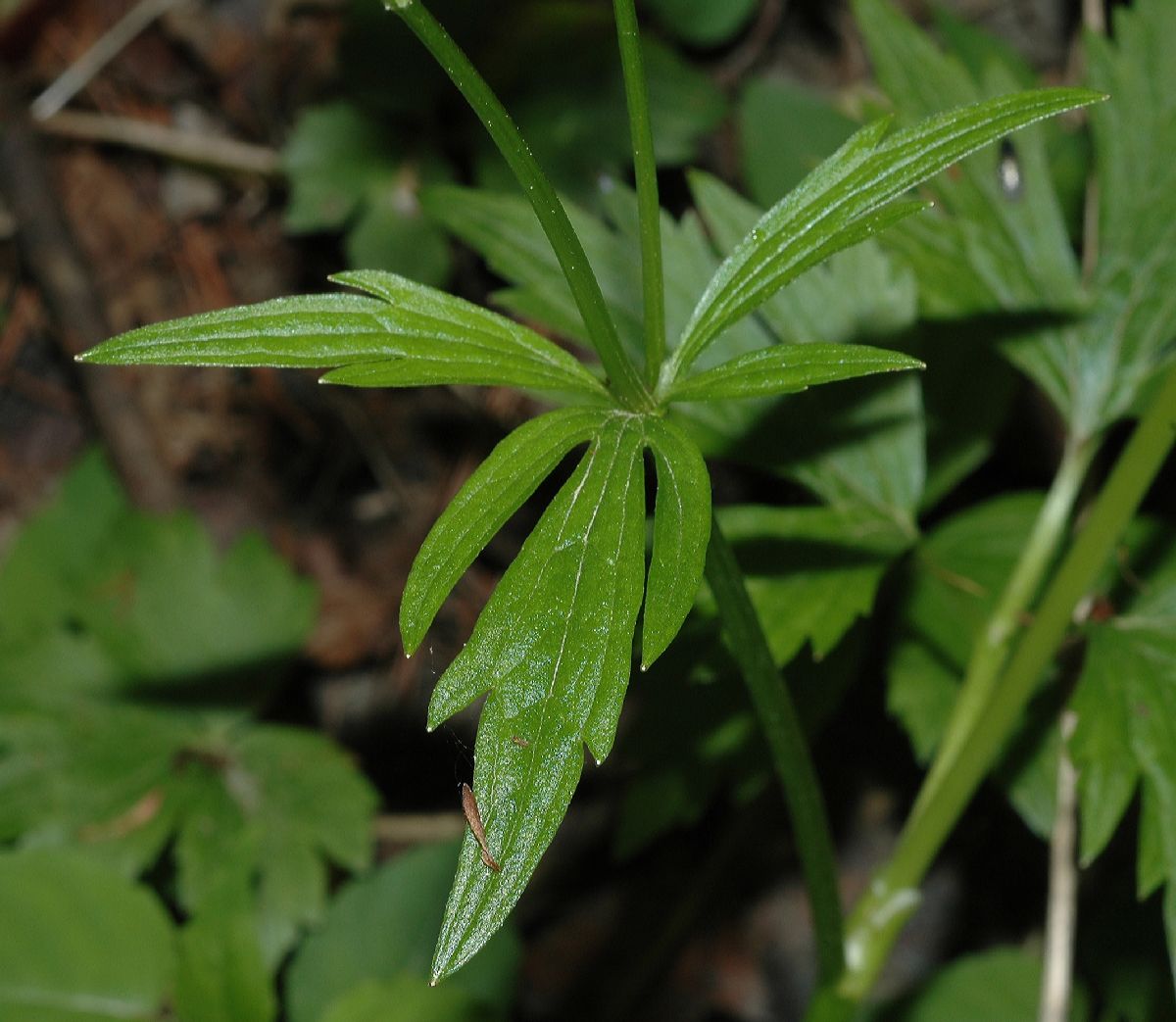 Ranunculaceae Ranunculus bulbosus