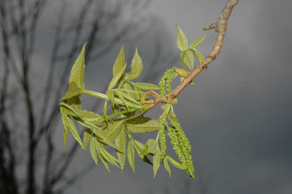 Juglandaceae Carya cordiformis