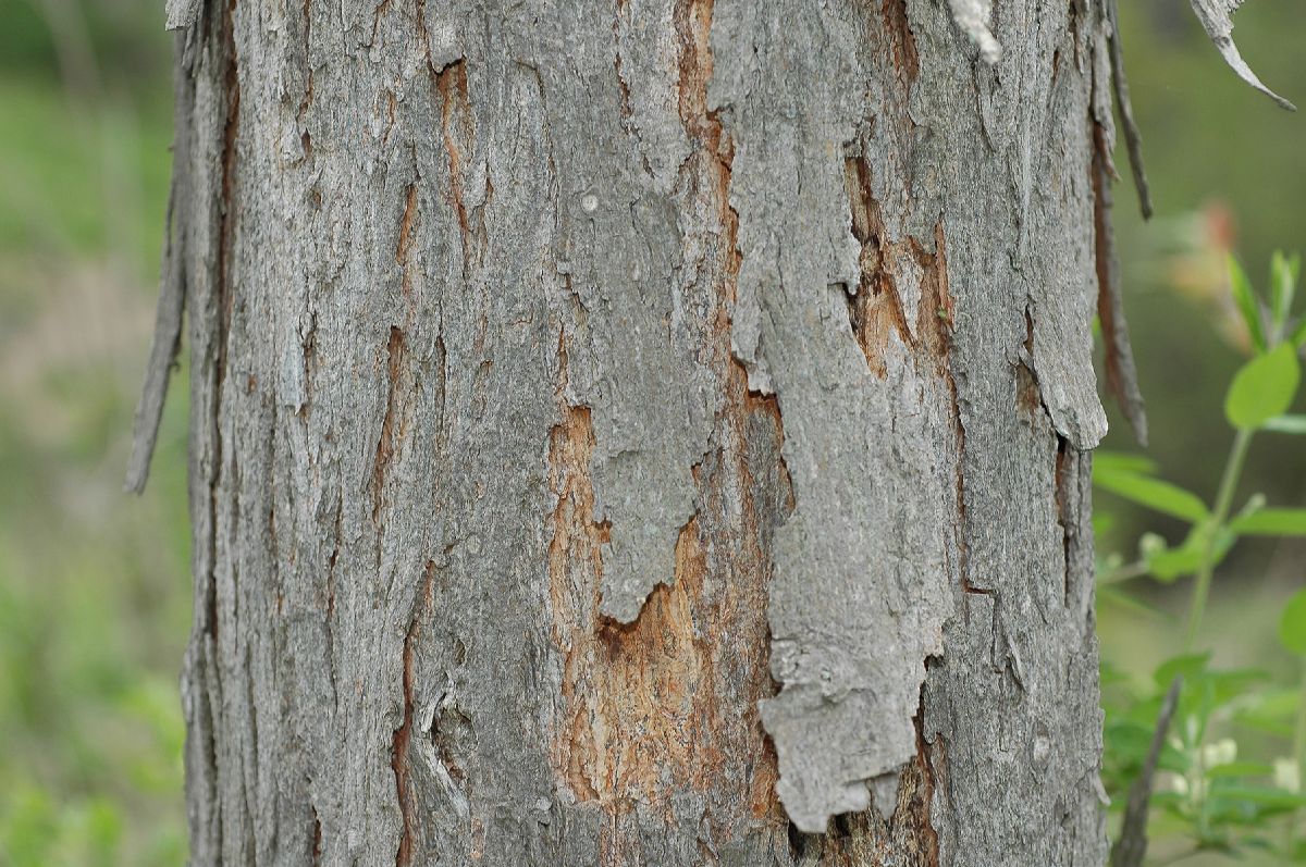 Juglandaceae Carya ovata