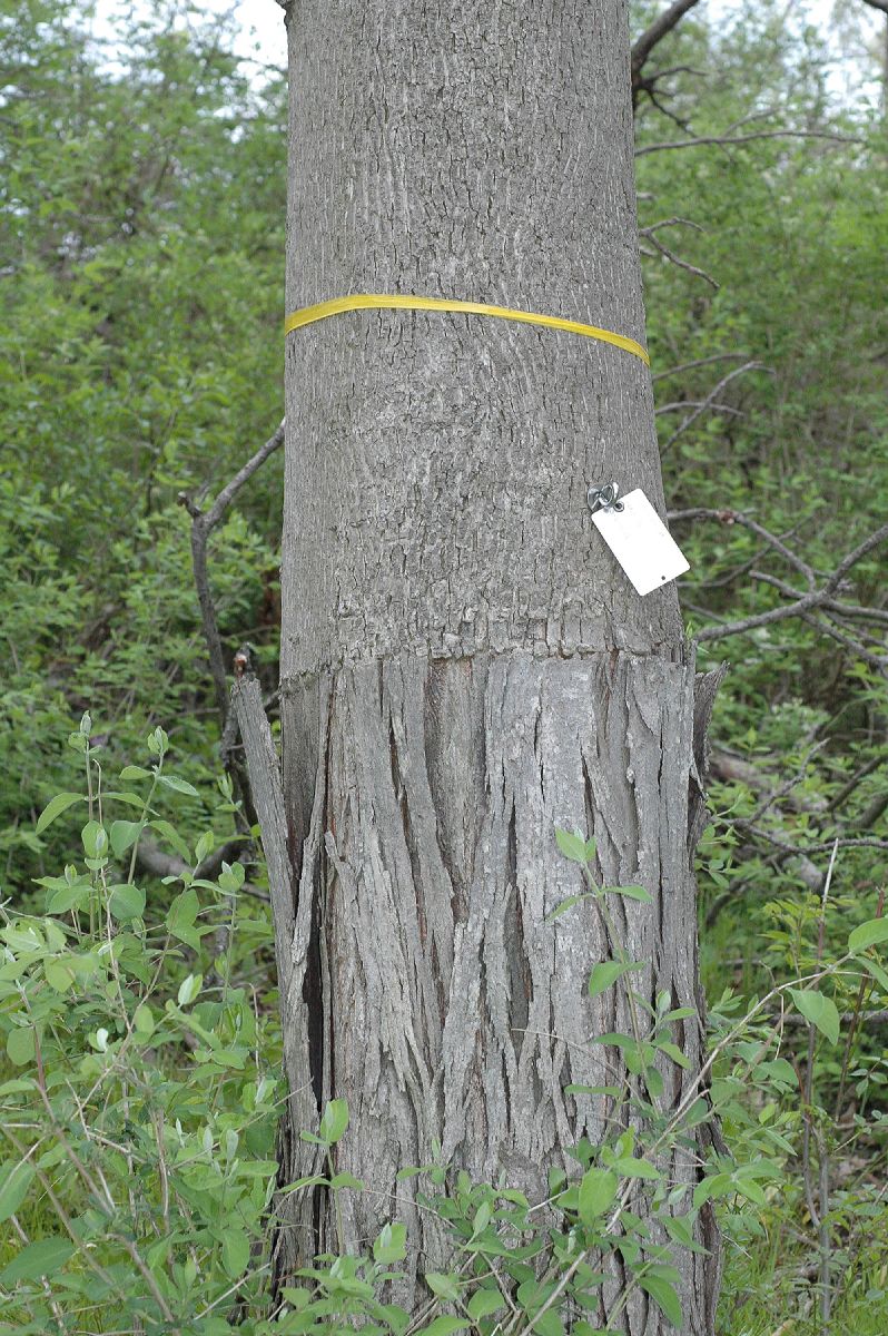 Juglandaceae Carya laneyi