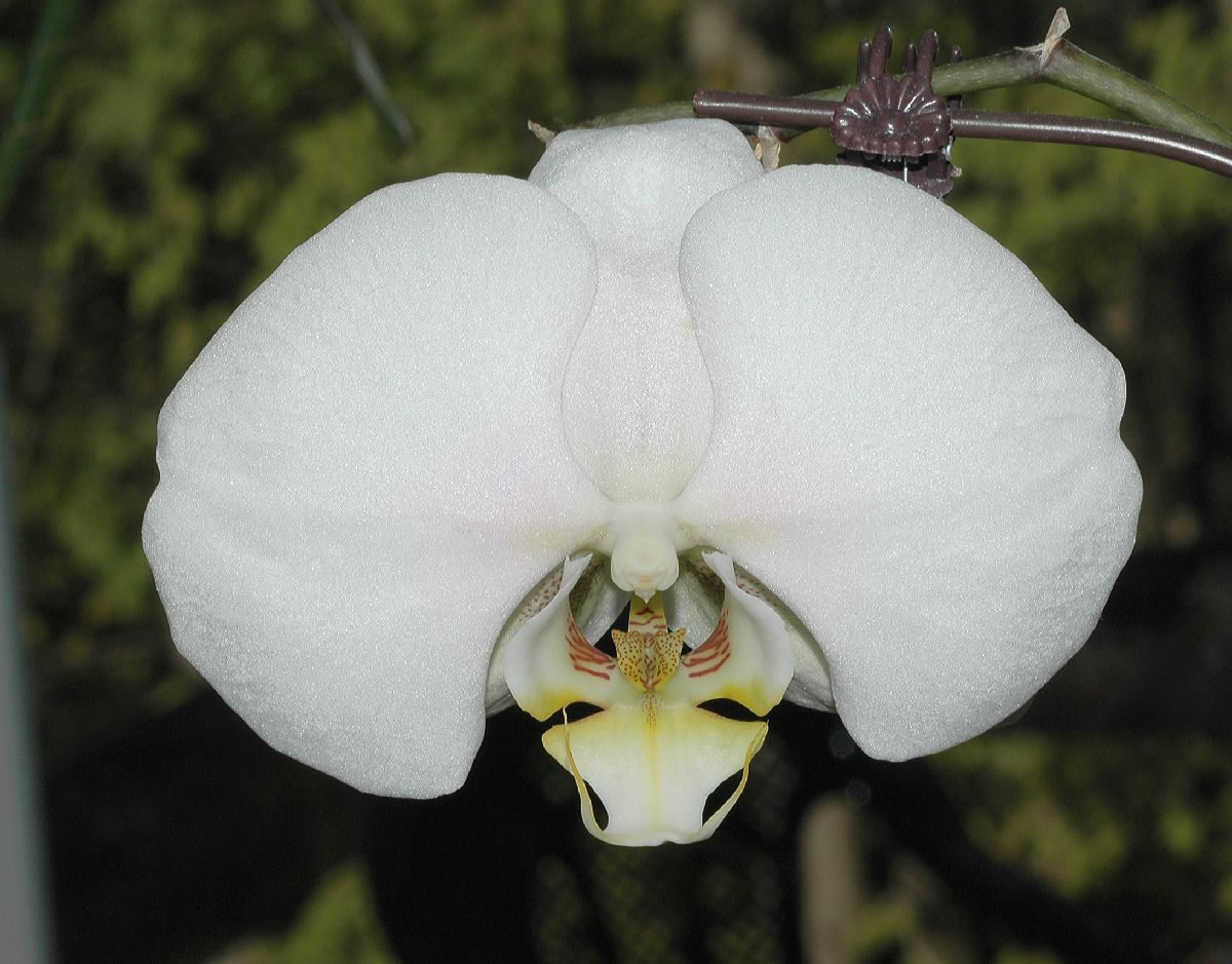 Orchidaceae Phalaenopsis 