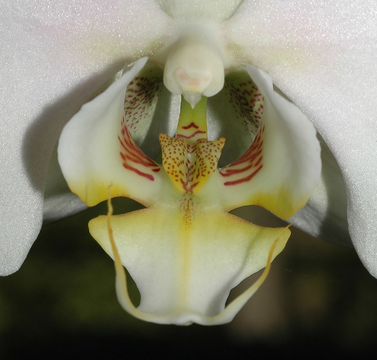 Orchidaceae Phalaenopsis 