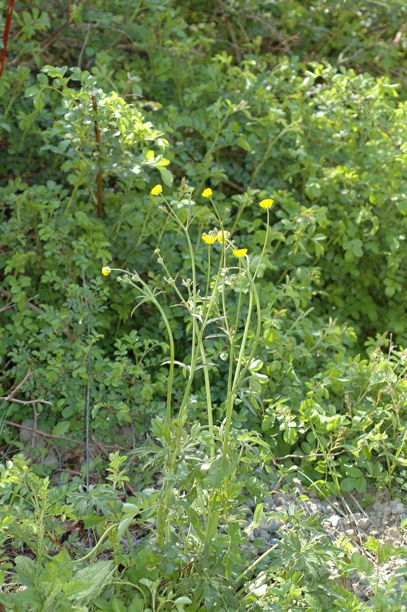 Ranunculaceae Ranunculus acris