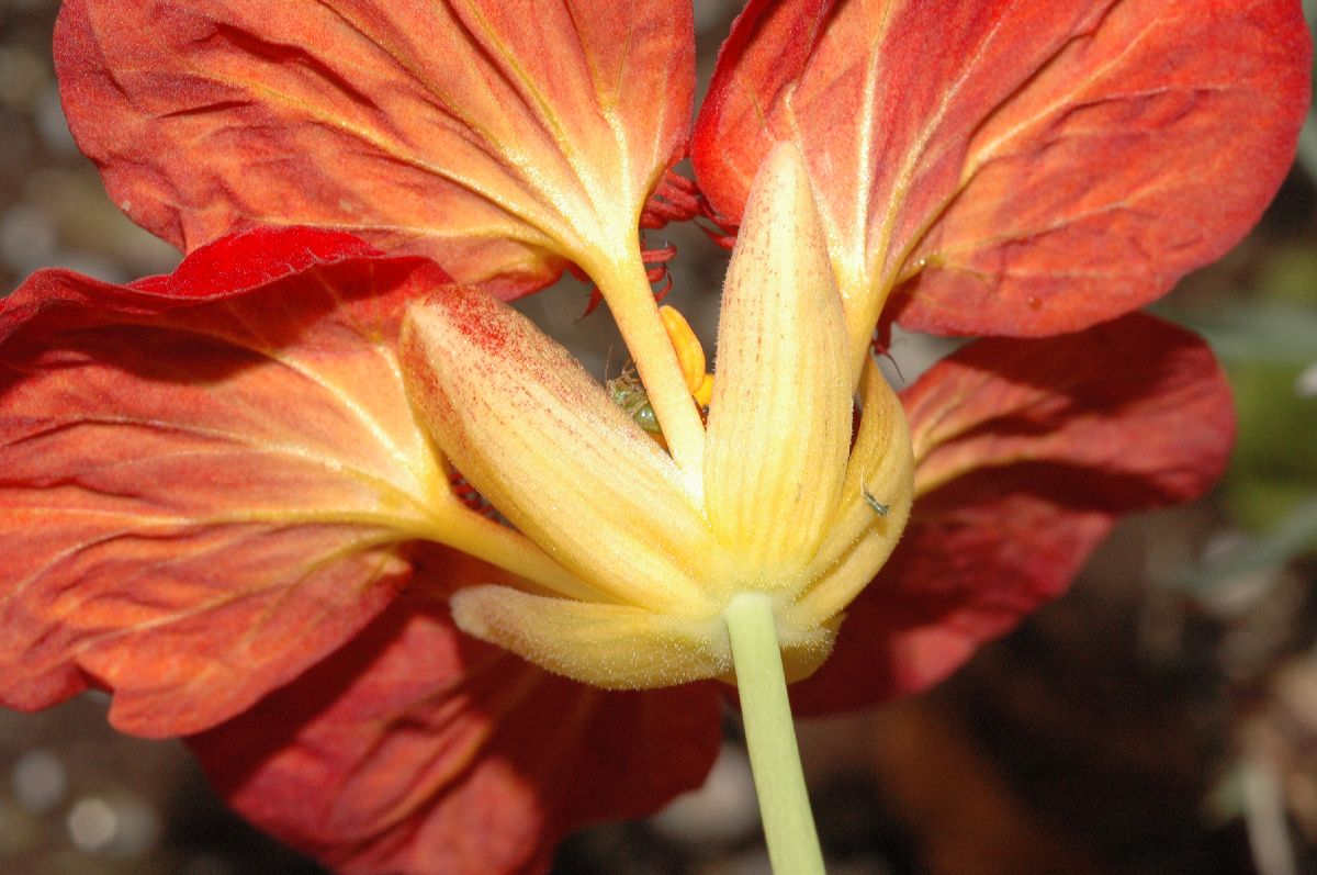 Tropaeolaceae Tropaeolum majus