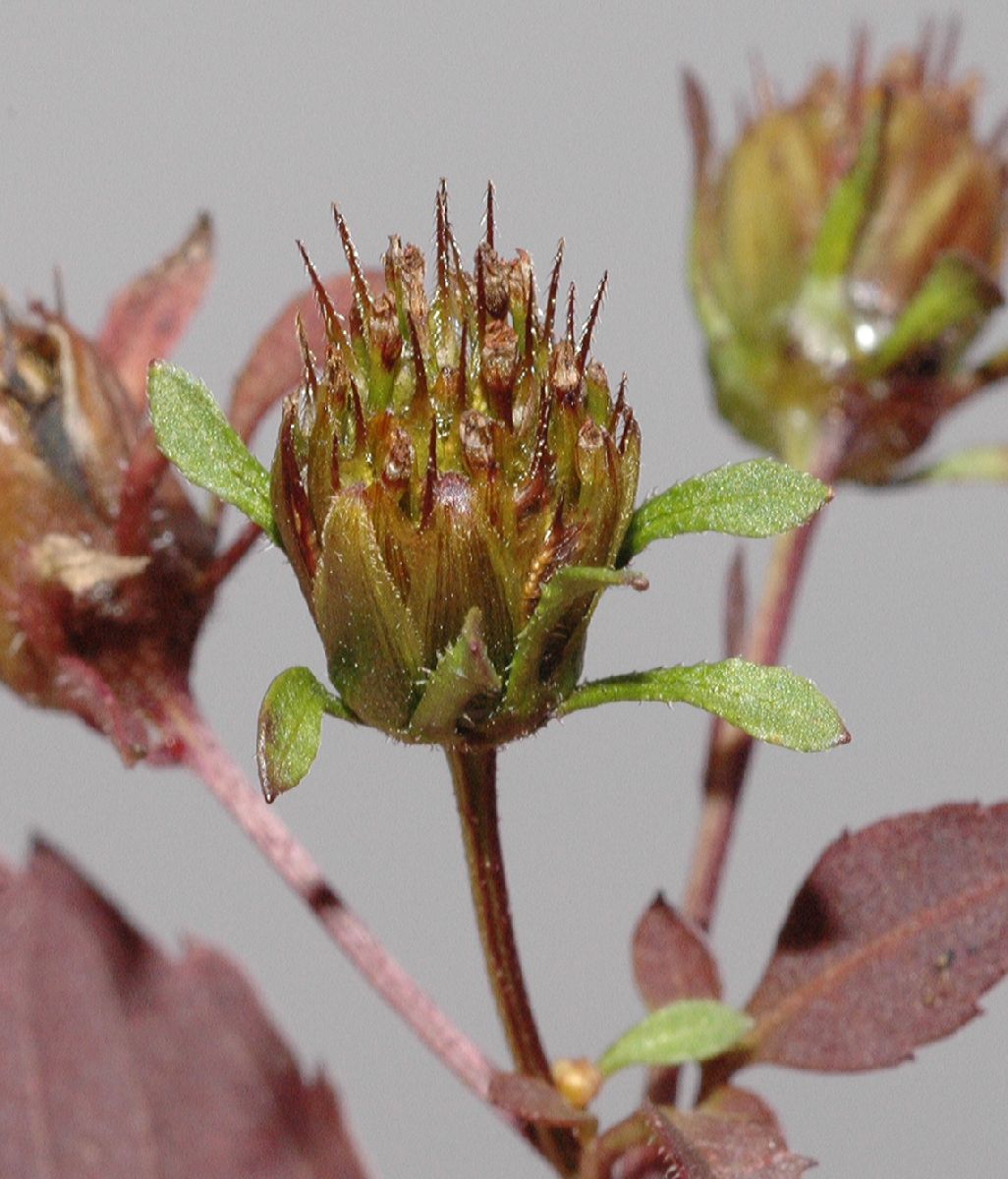 Asteraceae Bidens frondosa