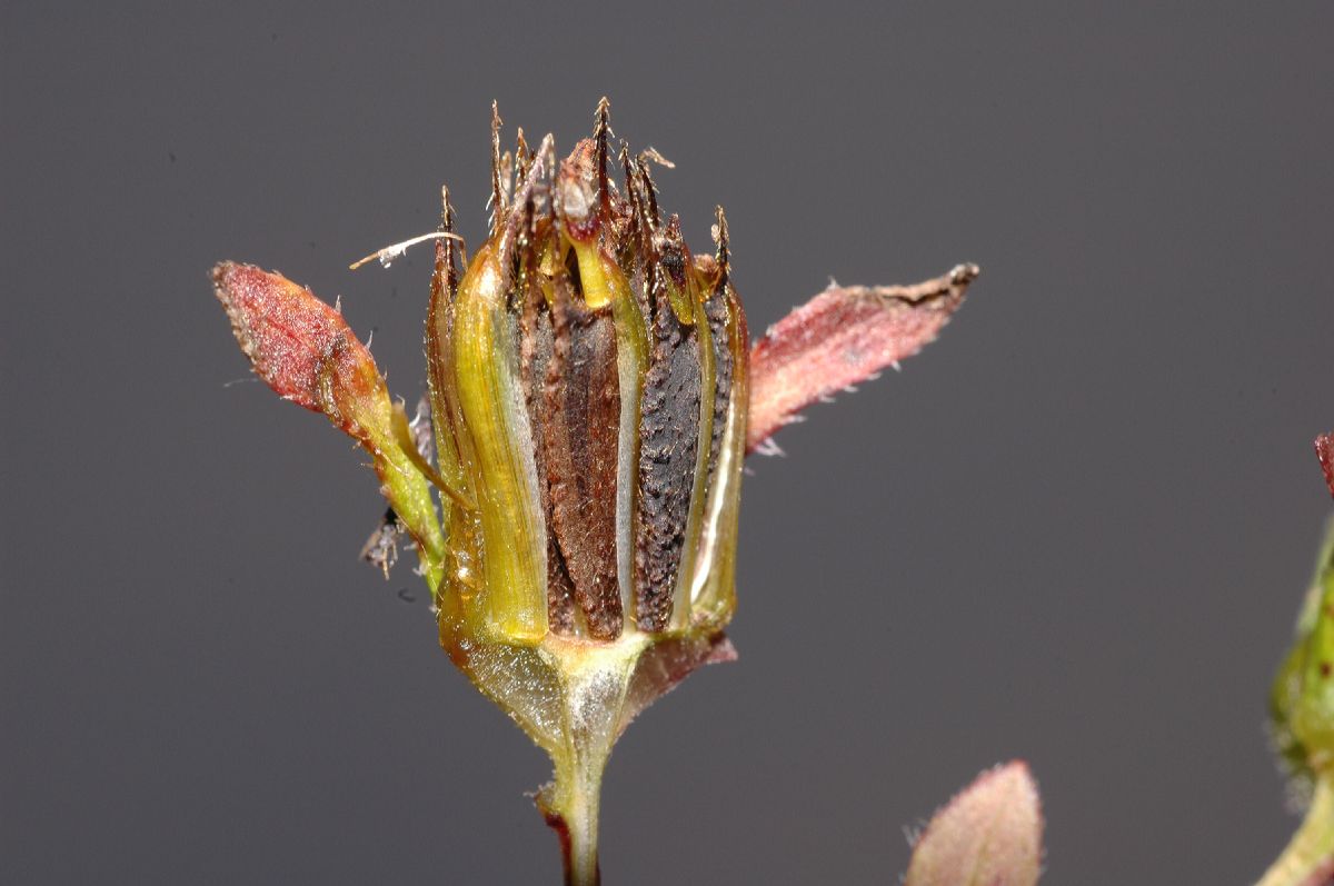 Asteraceae Bidens frondosa