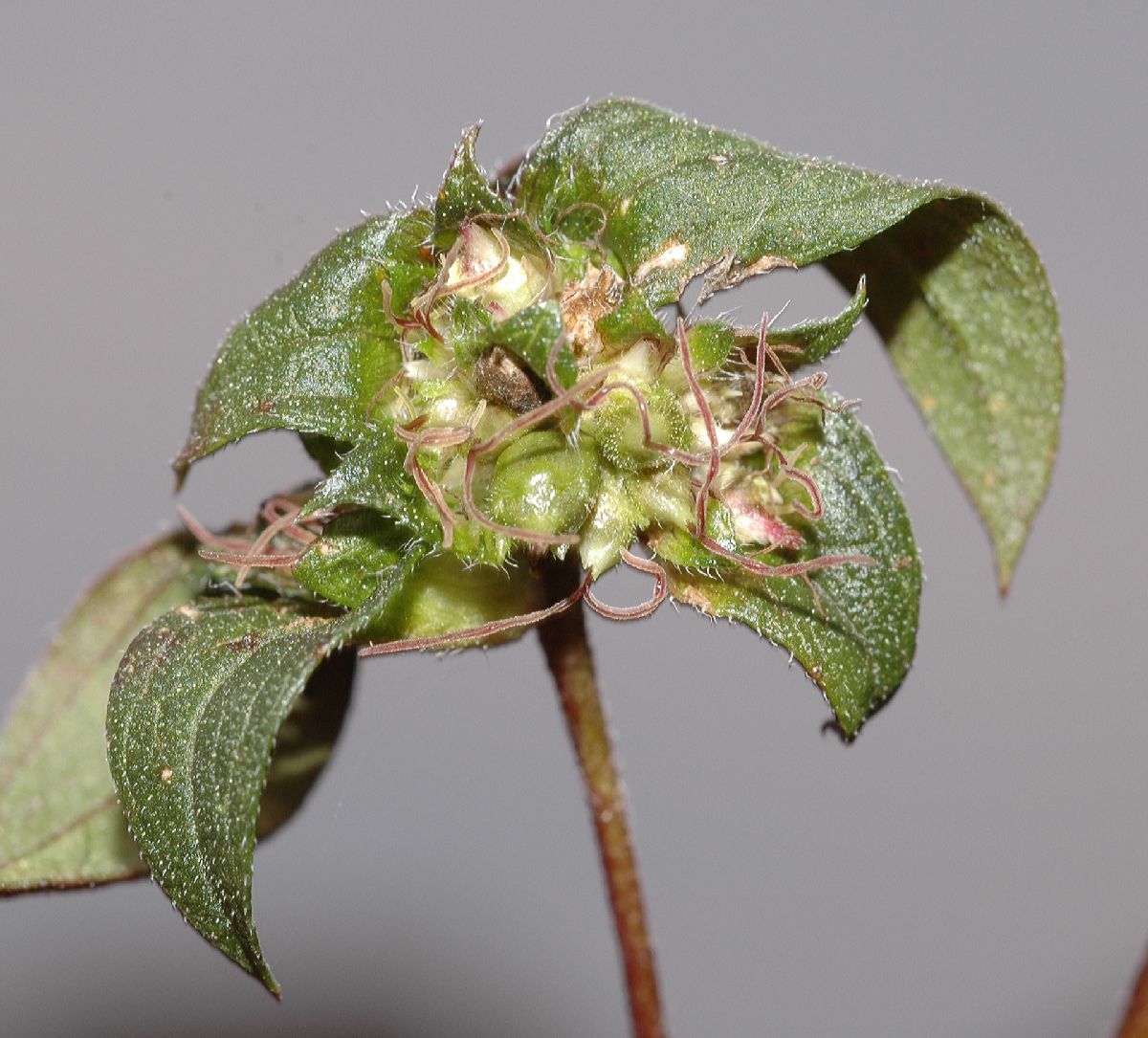 Asteraceae Ambrosia artemisiifolia