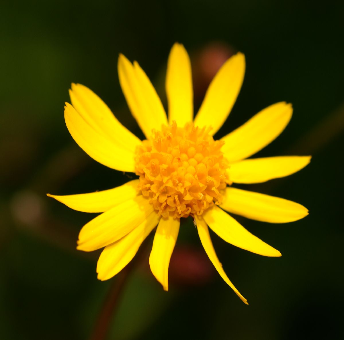 Asteraceae Packera aurea