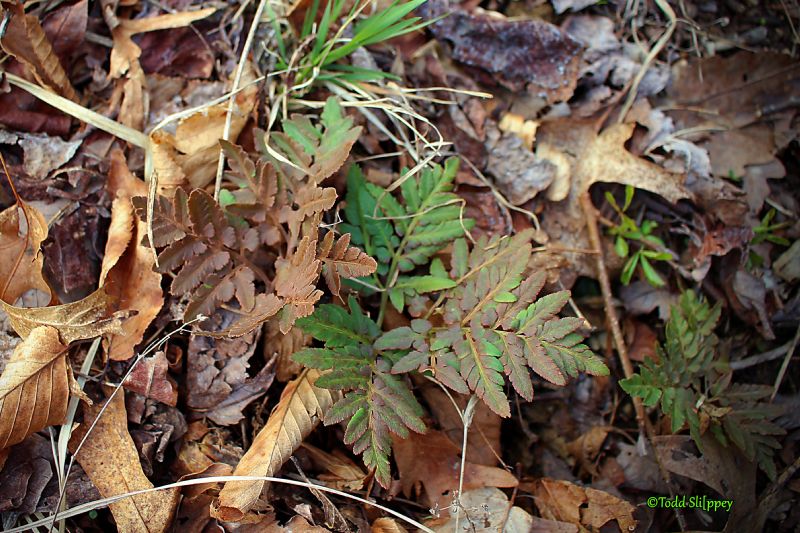 Ophioglossaceae Sceptridium dissectum