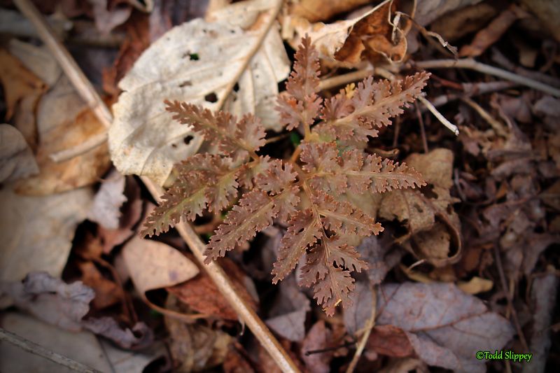 Ophioglossaceae Sceptridium dissectum