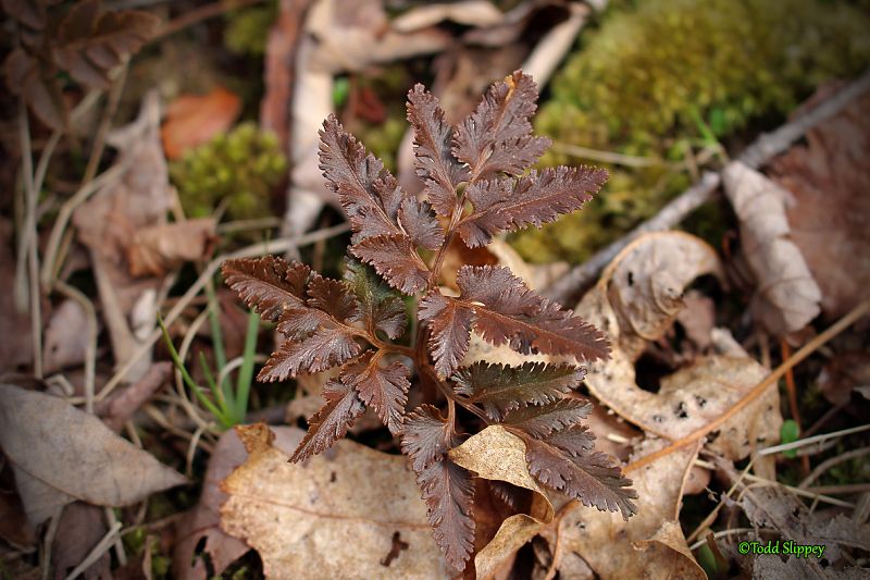 Ophioglossaceae Sceptridium dissectum