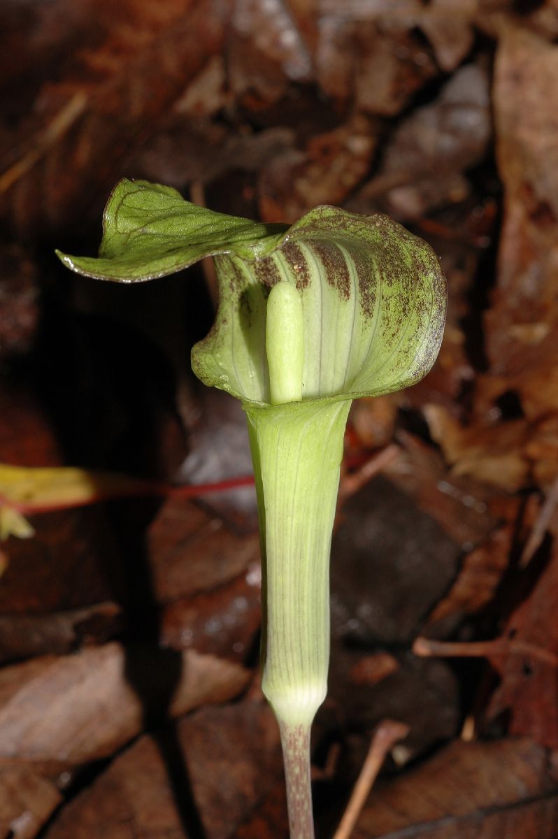 Araceae Arisaema triphyllum