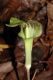 image of Arisaema triphyllum