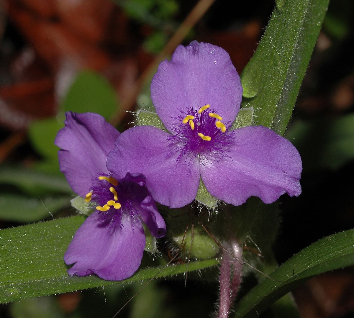 Commelinaceae Tradescantia ohiensis