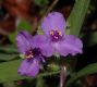 image of Tradescantia ohiensis