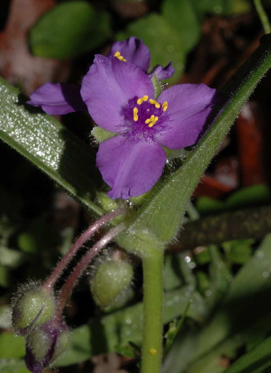 Commelinaceae Tradescantia ohiensis