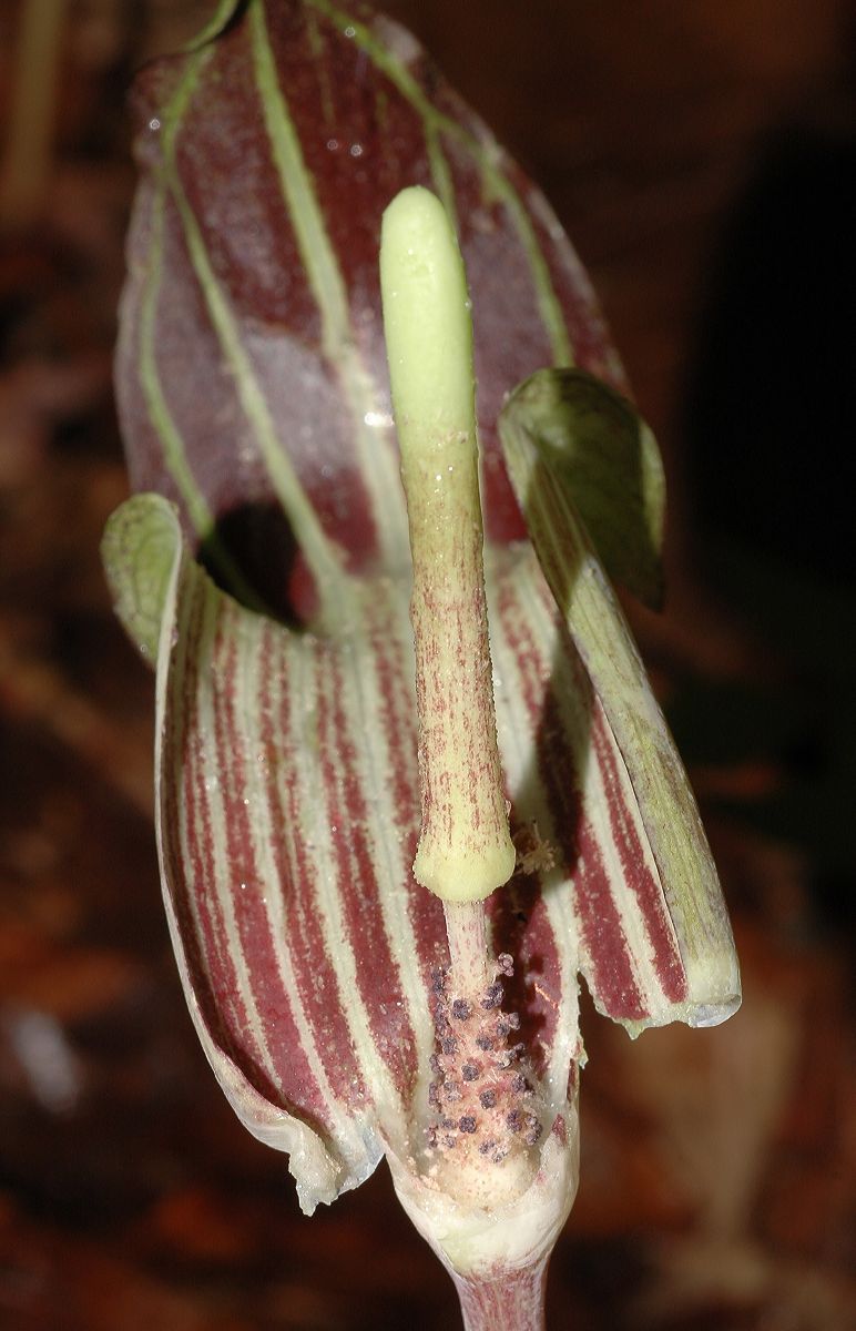 Araceae Arisaema triphyllum