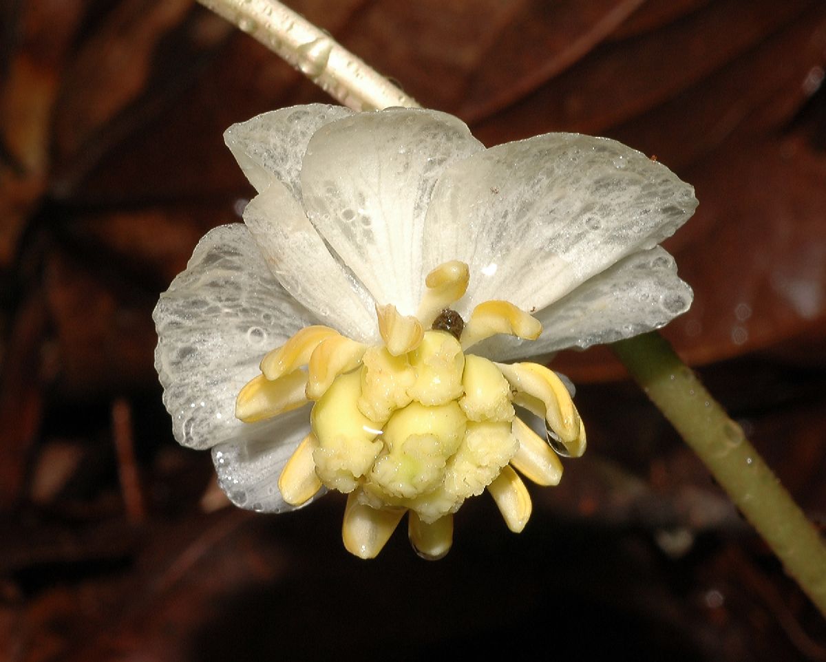 Berberidaceae Podophyllum peltatum