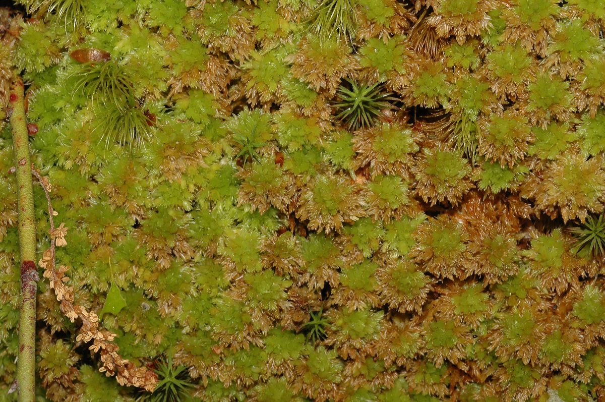 Sphagnaceae Sphagnum 
