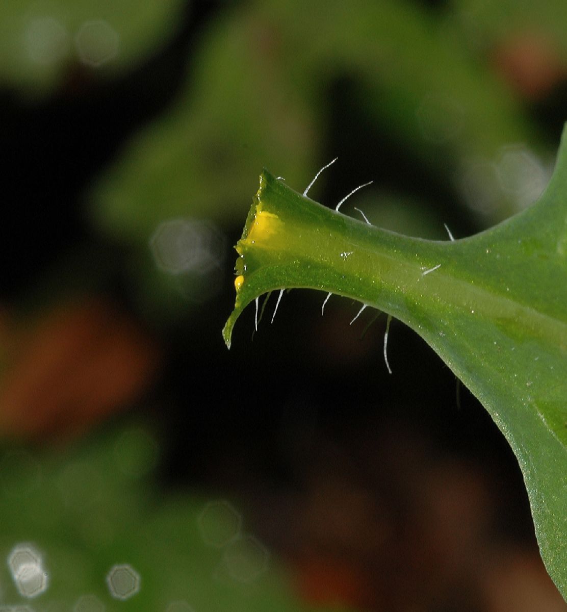 Papaveraceae Stylophorum diphyllum