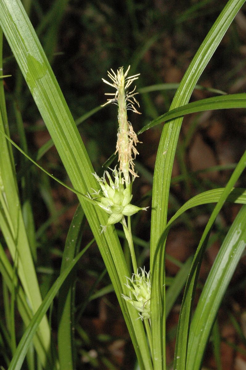 Cyperaceae Carex grayii