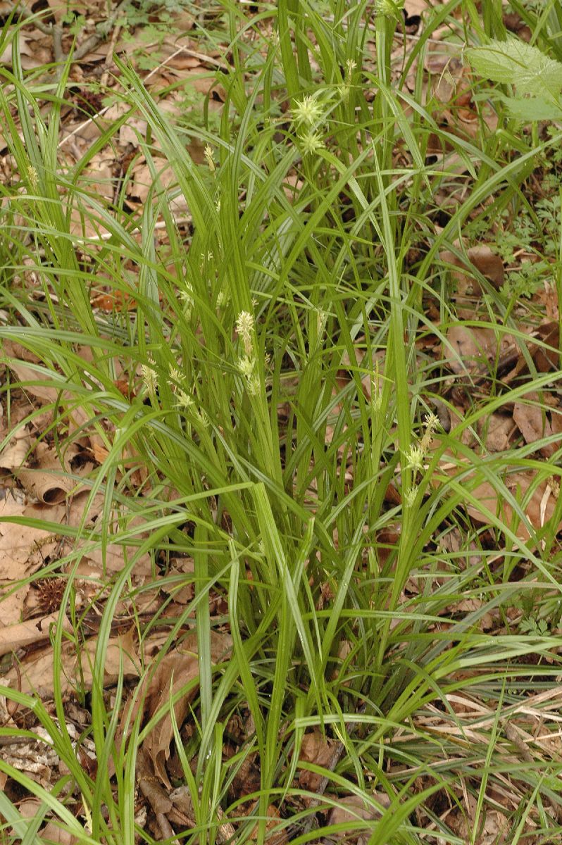 Cyperaceae Carex grayii