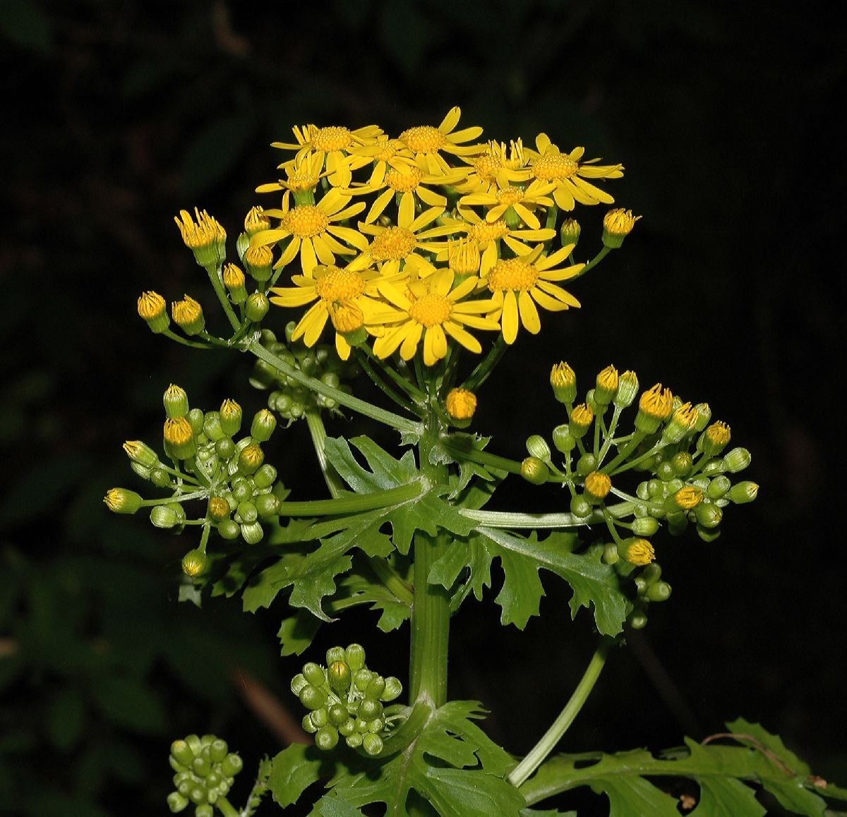 Asteraceae Senecio glabellus