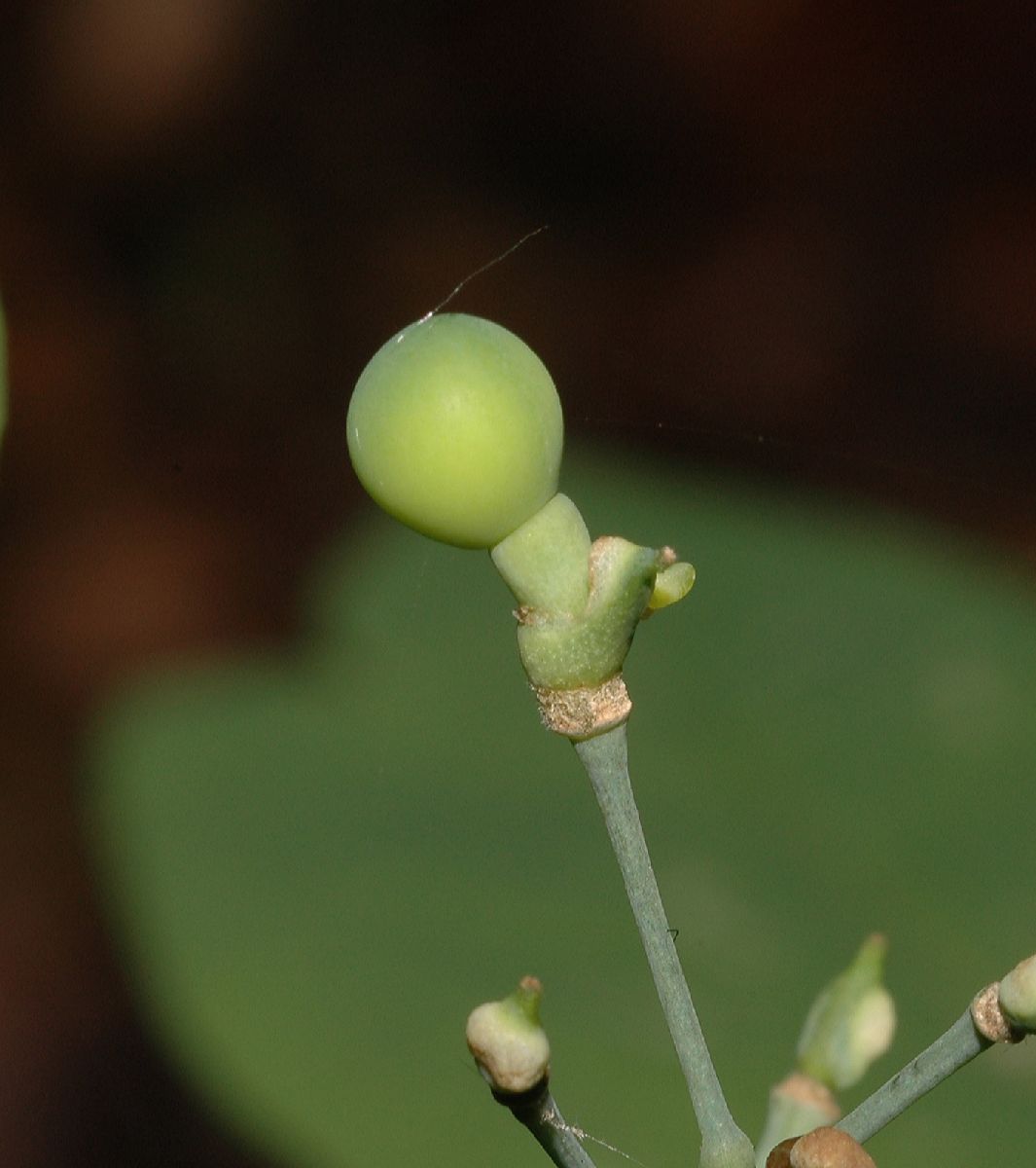 Berberidaceae Caulophyllum thalictroides