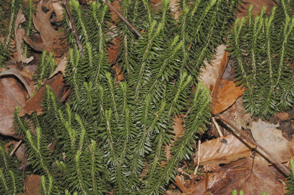 Lycopodiaceae Huperzia lucidula