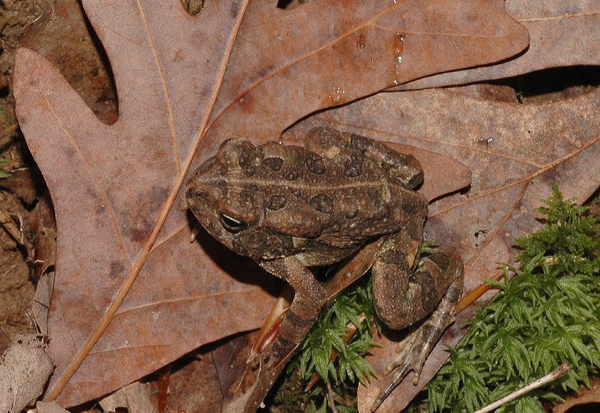 Bufonidae Bufo americanus