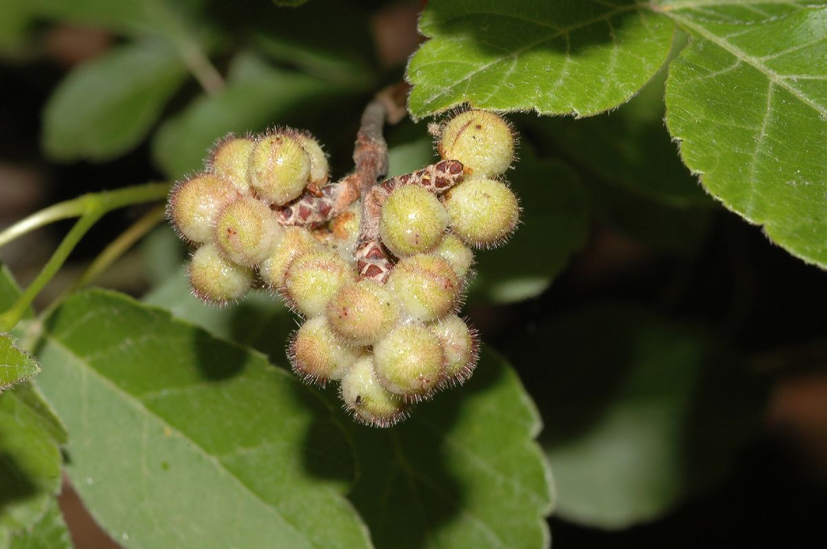 Anacardiaceae Rhus aromatica