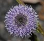 image of Globularia cordifolia