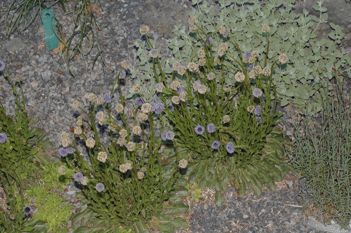 Plantaginaceae Globularia cordifolia