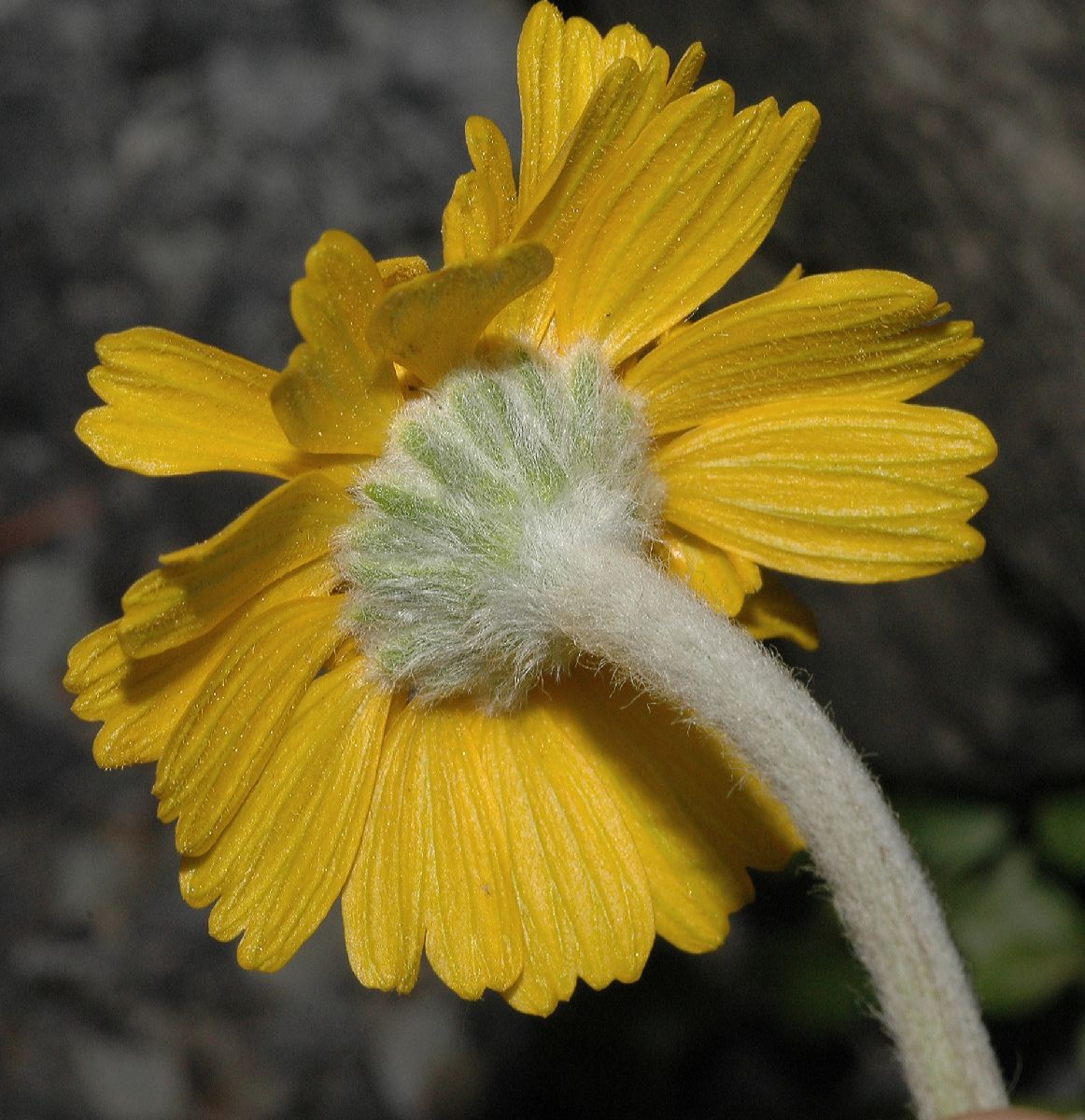 Asteraceae Hymenoxys acaulis