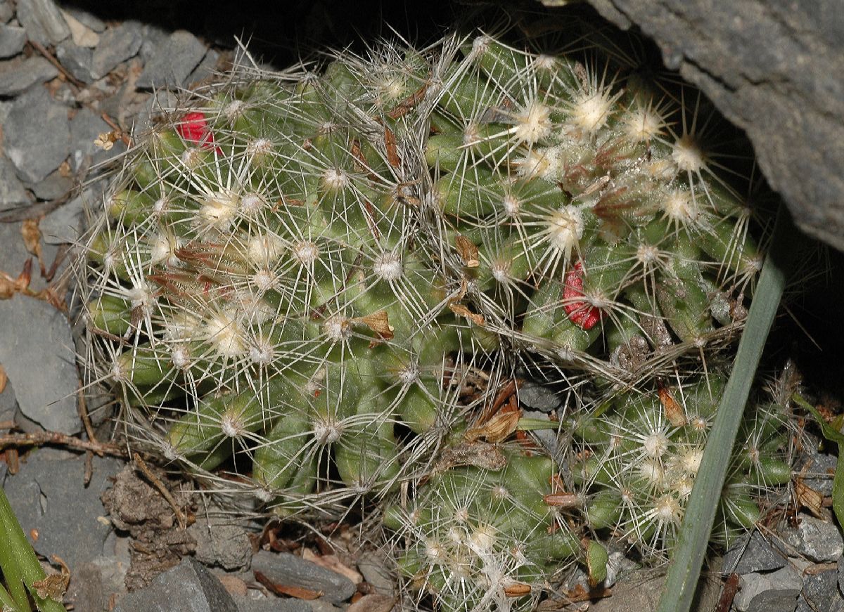 Cactaceae Escobaria missouriensis