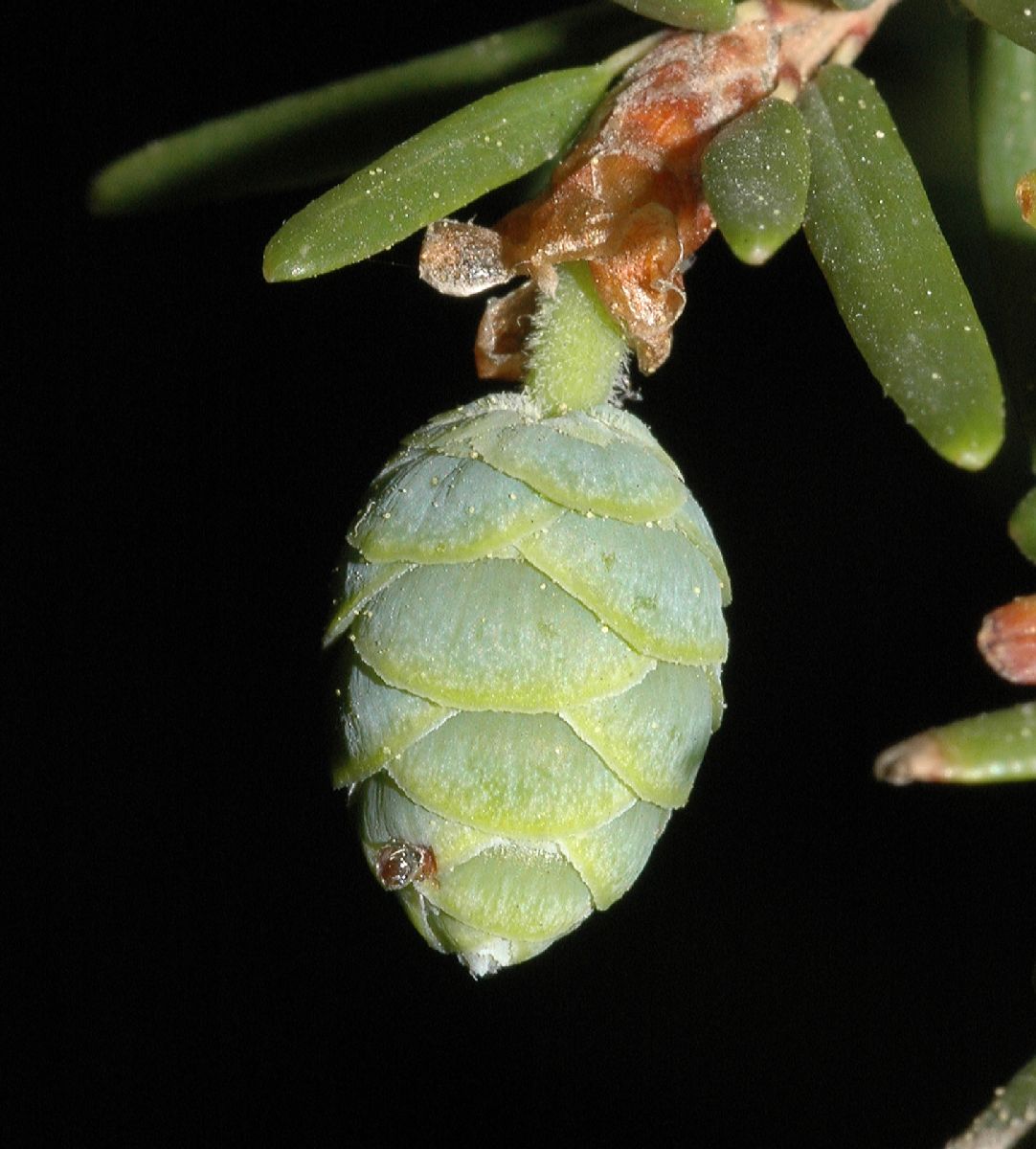 Pinaceae Tsuga canadensis